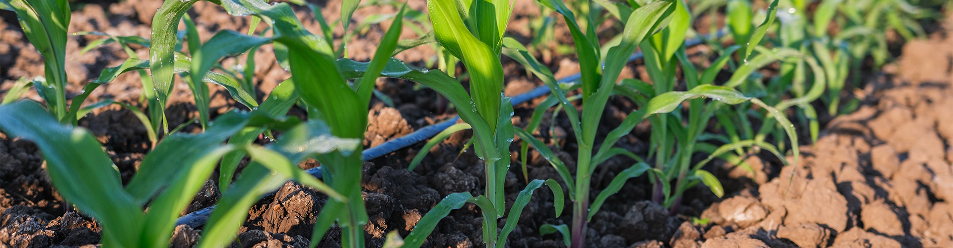 corn drip tape