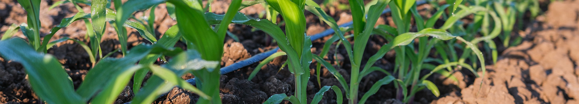 corn drip tape